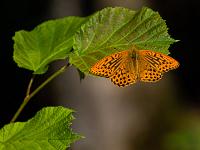 Kaisermantel Schmetterling auf Blatt